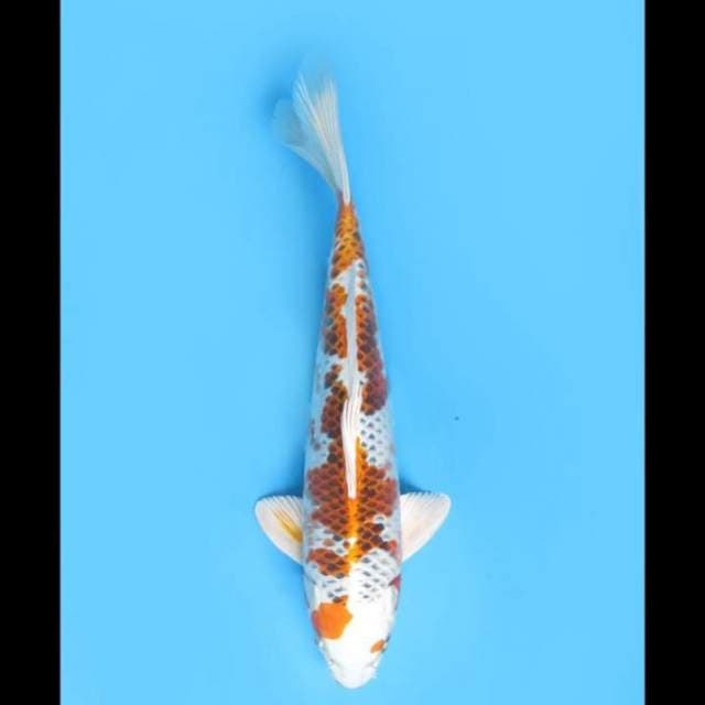 Kujaku F1 - 30cm Male