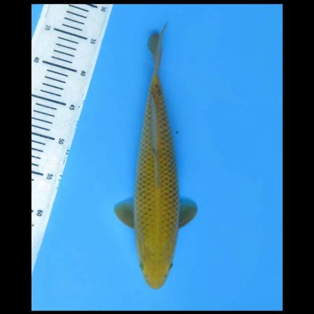 Midorigoi - 35cm Male 