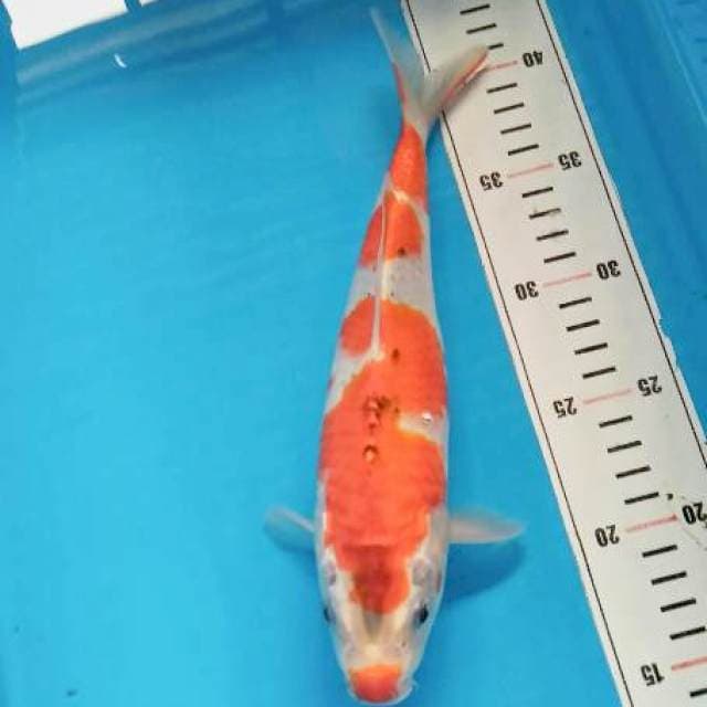 Ghosiki inasuma