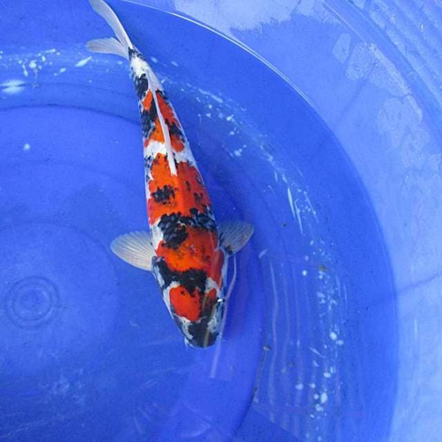 Showa sansoku ±38cm male
