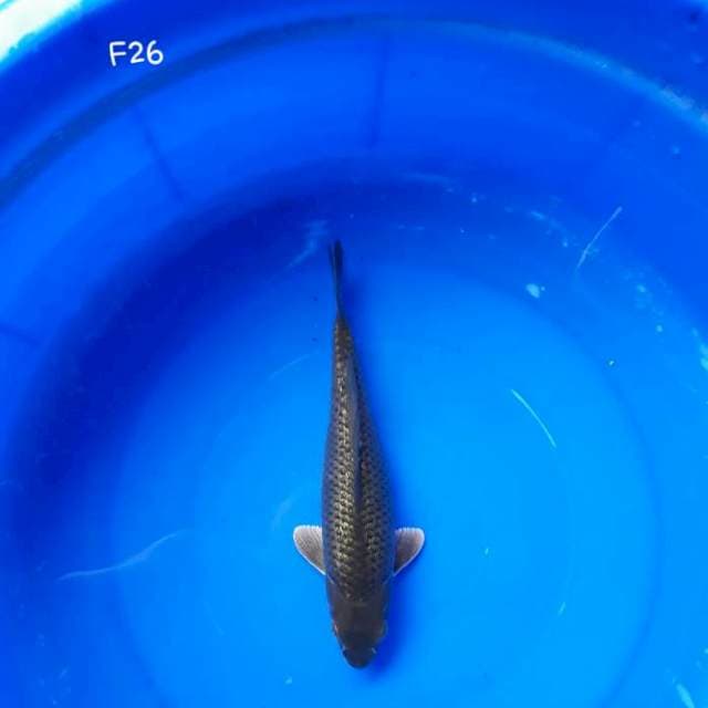 Midori Penjinak Kolam