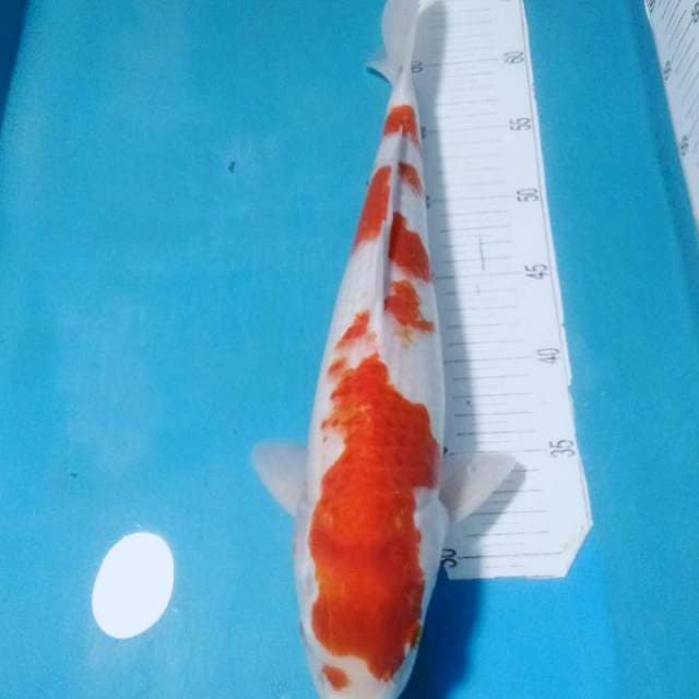 Kohaku,,Male 40cm