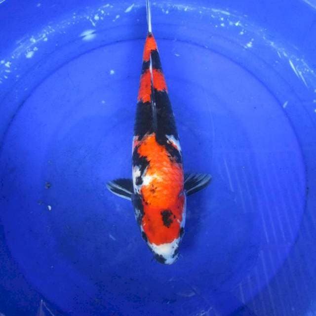 Showa sansoku ±40cm