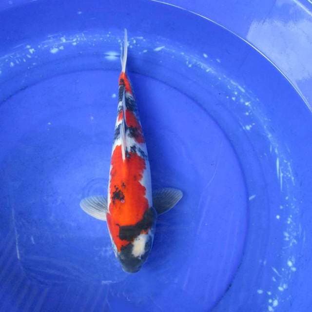 Showa 3step male ±37cm
