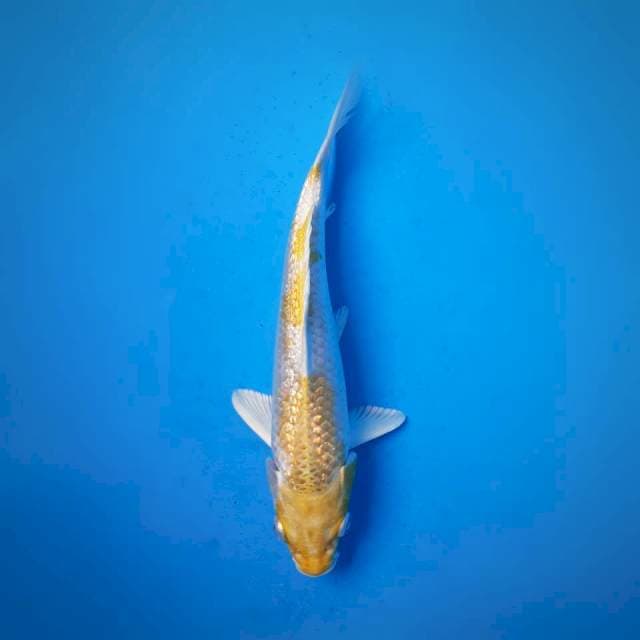 Hariwake ginrin 15cm