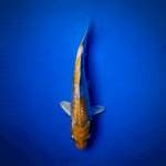 Hariwake ginrin 15cm