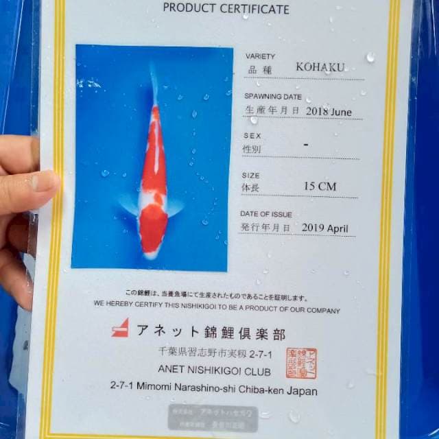 Kohaku import serti anetto