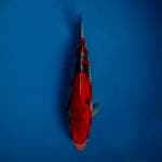 Goshiki merah 25cm