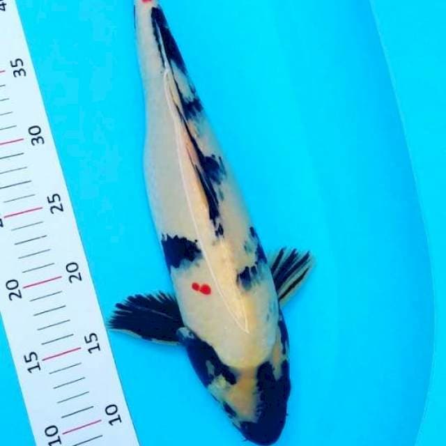 #shiro 40cm#