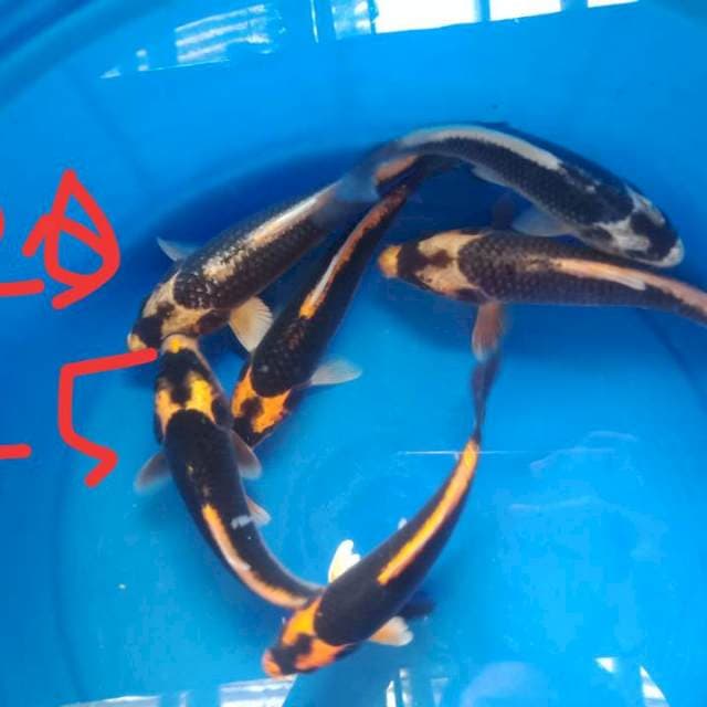 Kabuto