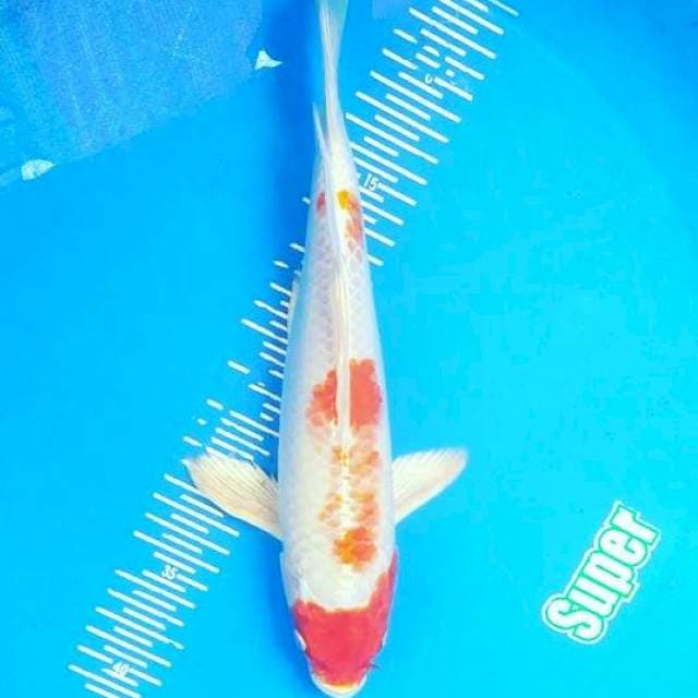 Kumpay 32cm