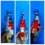 Maruten Sanke Bagus 35cm