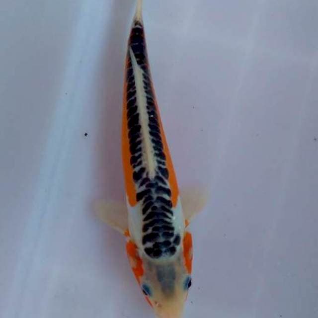 Hana Shusui cantik 27 cm