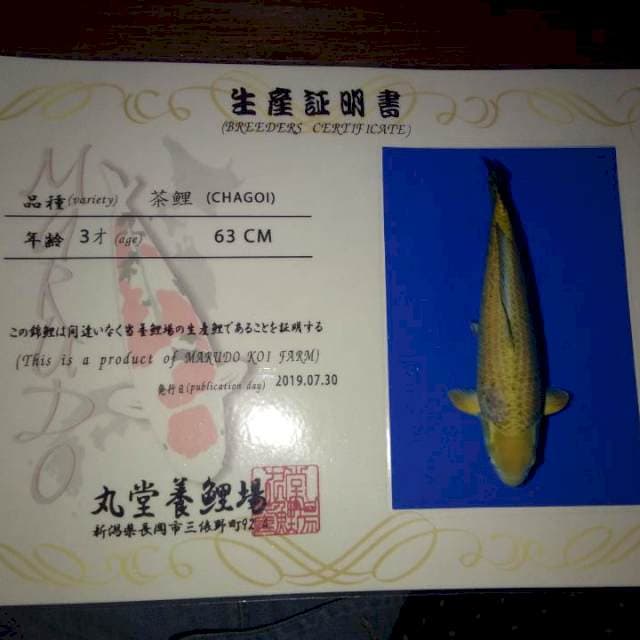 Chagoi 63cm (Marudo). Import dan Sertifikat