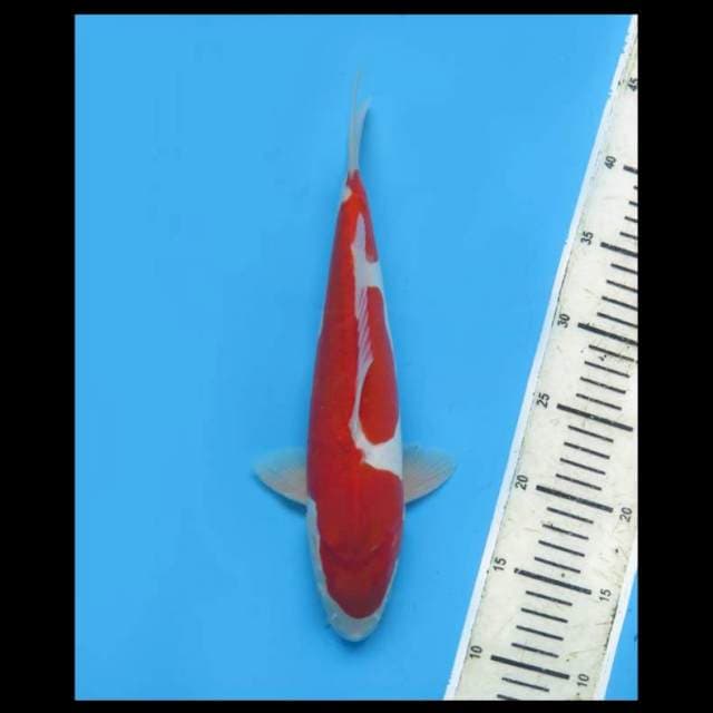 Kohaku Doitsu Murni Merah Kuat - 30cm Male 