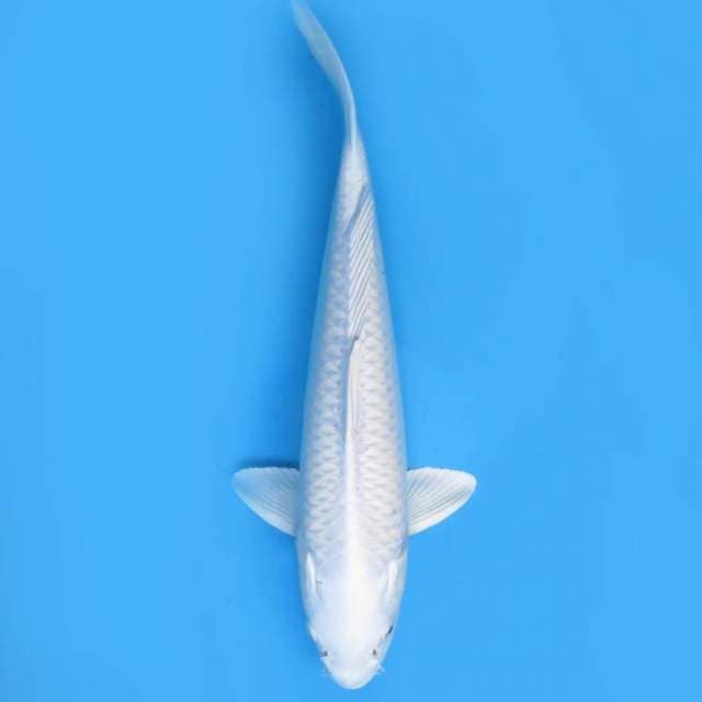 Platinum Putih Salju Koleksi - 35cm Male 