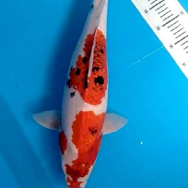 Goromo Sanke female 55cm
