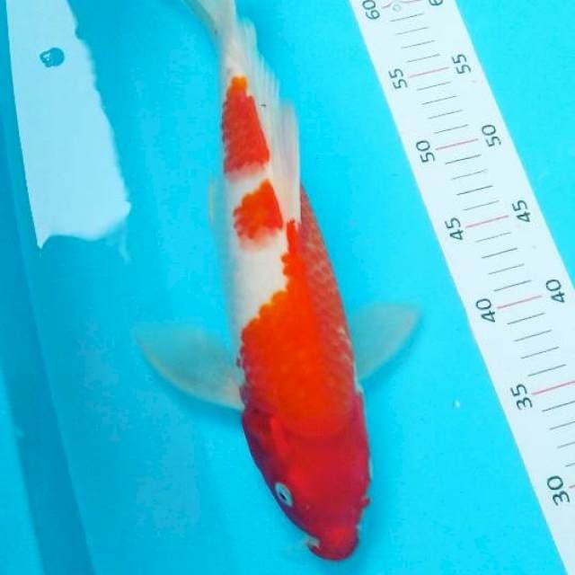 #.kumpay 35cm #