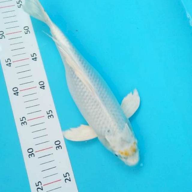 Kumpay 31cm
