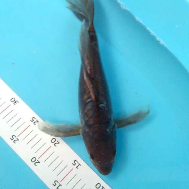 Kumpay suragoi 34 cm