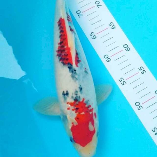 Ghosiki 37 cm