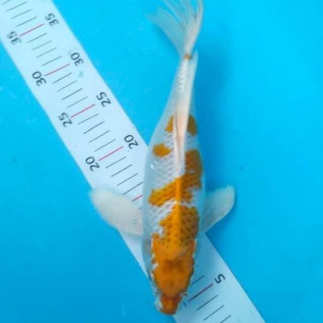 Hariwake 30 cm