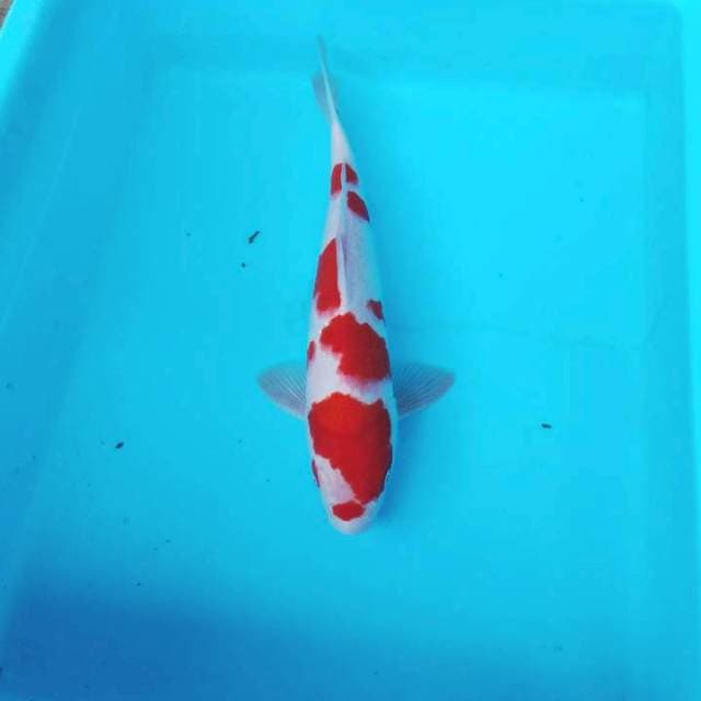 NJK - KOHAKU ORI