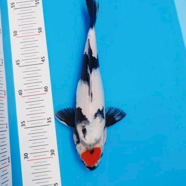 Tancho Showa Prospek 32cm
