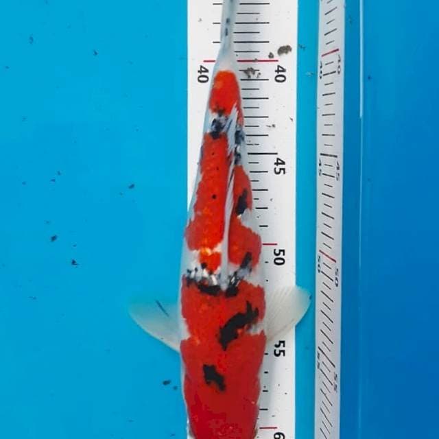 Sanke Ginrin Prospek 28cm