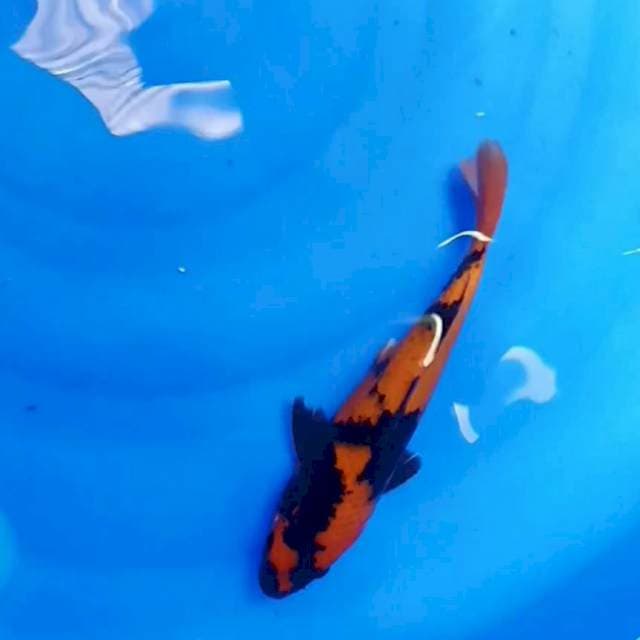 Hiutsuri 26 cm