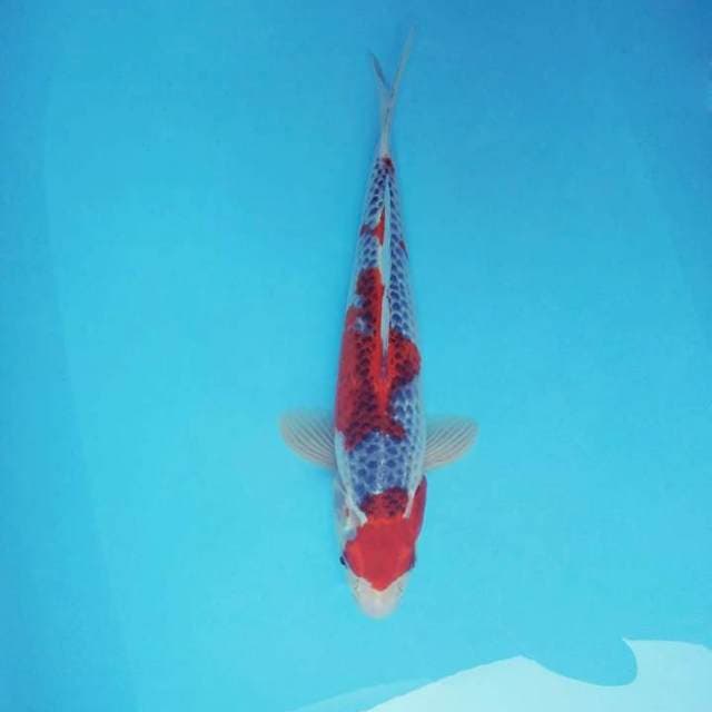 ARASHI 13 - GOSHIKI ®