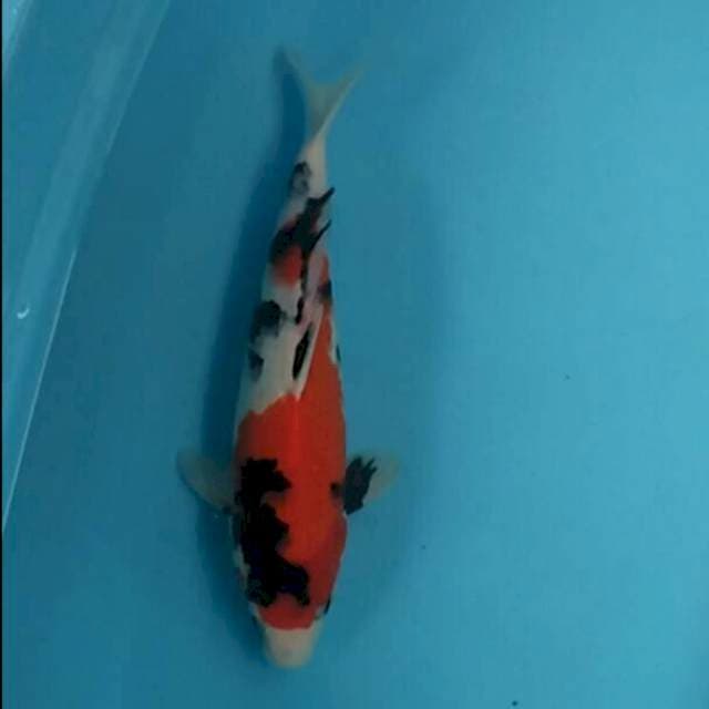 Shoa f1 good body 37cm 