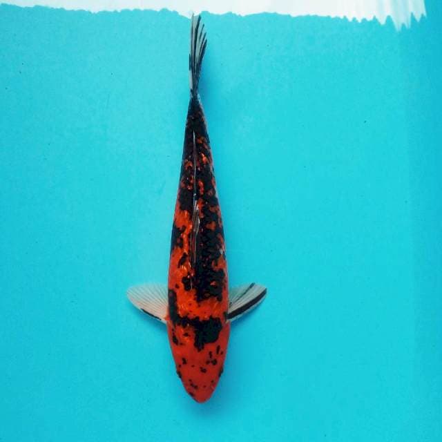 3. Hi Showa #32cm