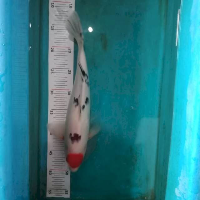 Tancho sanke bulkky 35bu