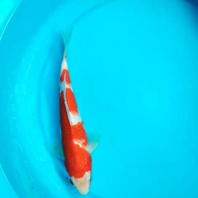 kohaku 27cm