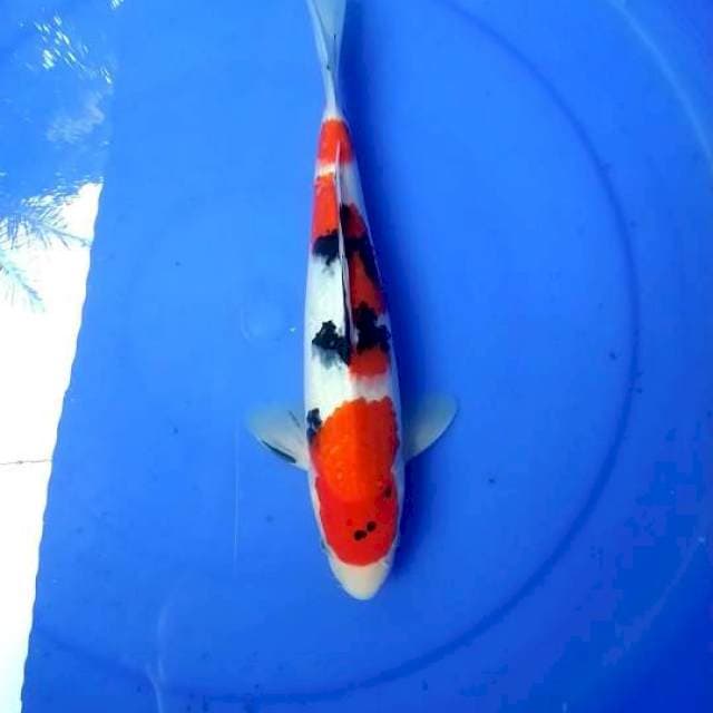 sanke jantan HQ 32 cm
