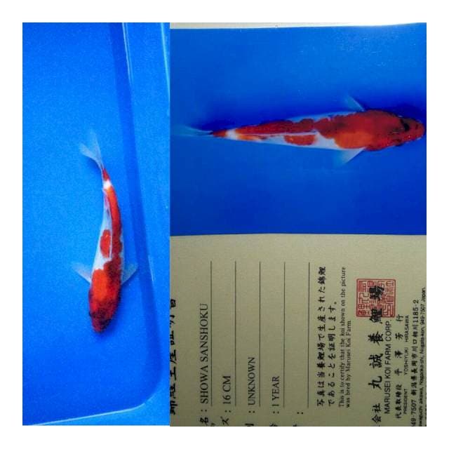 Showa import marusei