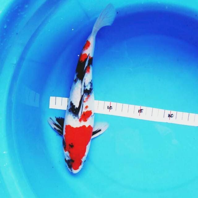 Showa jreng 25cm male