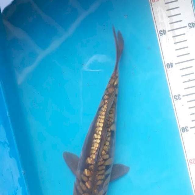 Aragoke ginrin istimewa 30cm