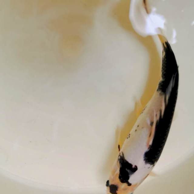 Shiro Catur