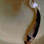Shiro Catur