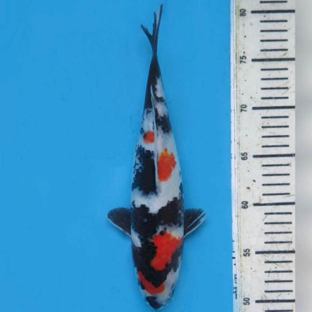 30cm , Male , Kindai Showa SQ