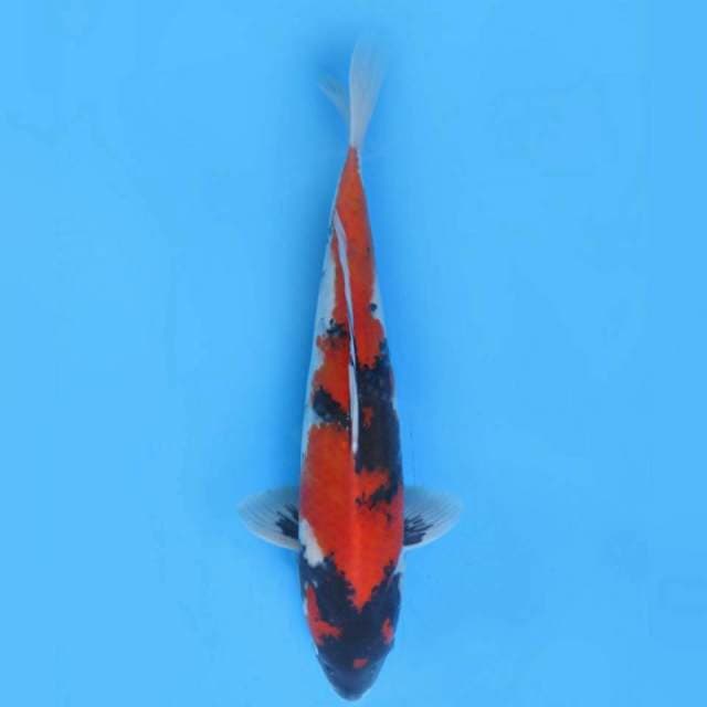 43cm , Male , Showa Bajak Laut 