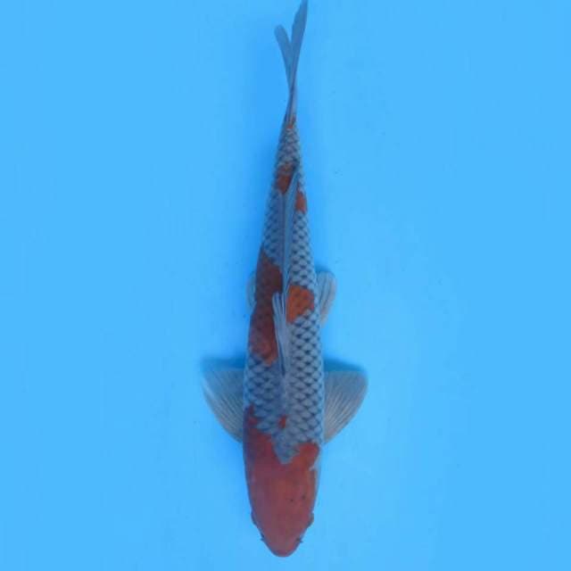 40cm , Male , Ochiba Shigure Jamin Nyala Dikolam
