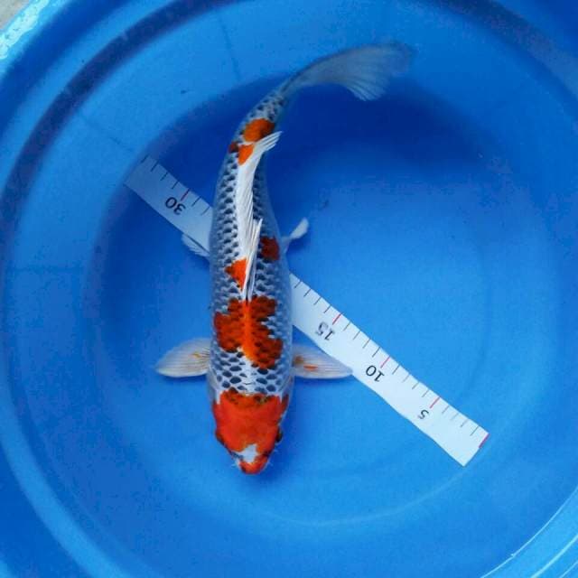 Kujaku ring josss 37cm