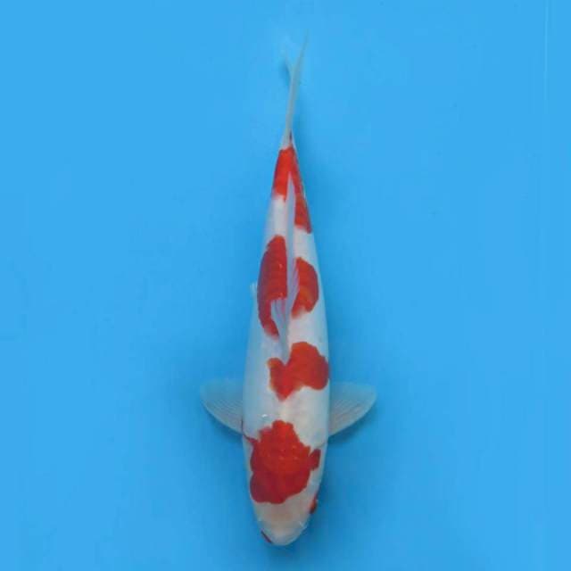 34cm., male , The Kimono Kohaku Yondan
