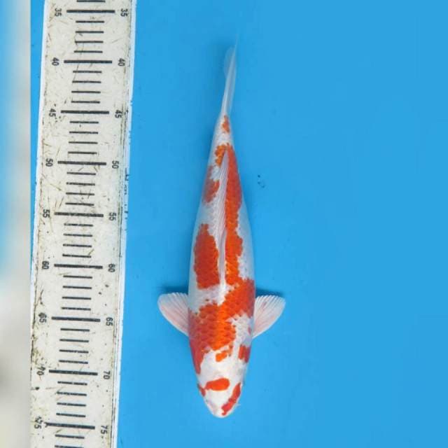 30cm , fml , Hariwake Full Hikari & Pola Asli 