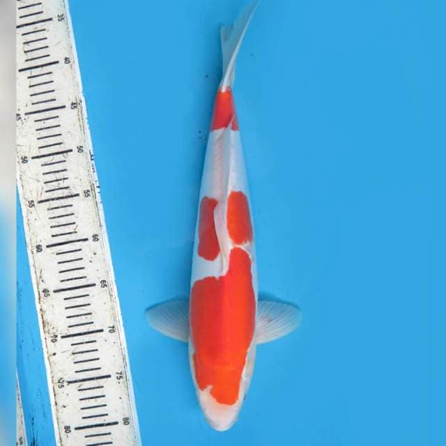 42cm , Male , Kohaku Doitsu Murni Jumbo 