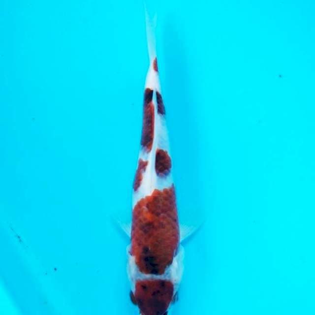 Goromo