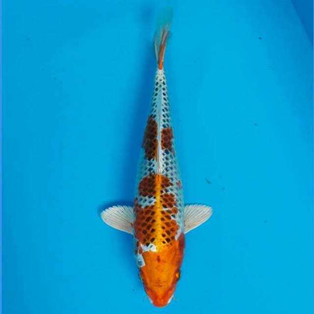 KUJAKU MALE